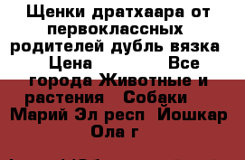 Щенки дратхаара от первоклассных  родителей(дубль вязка) › Цена ­ 22 000 - Все города Животные и растения » Собаки   . Марий Эл респ.,Йошкар-Ола г.